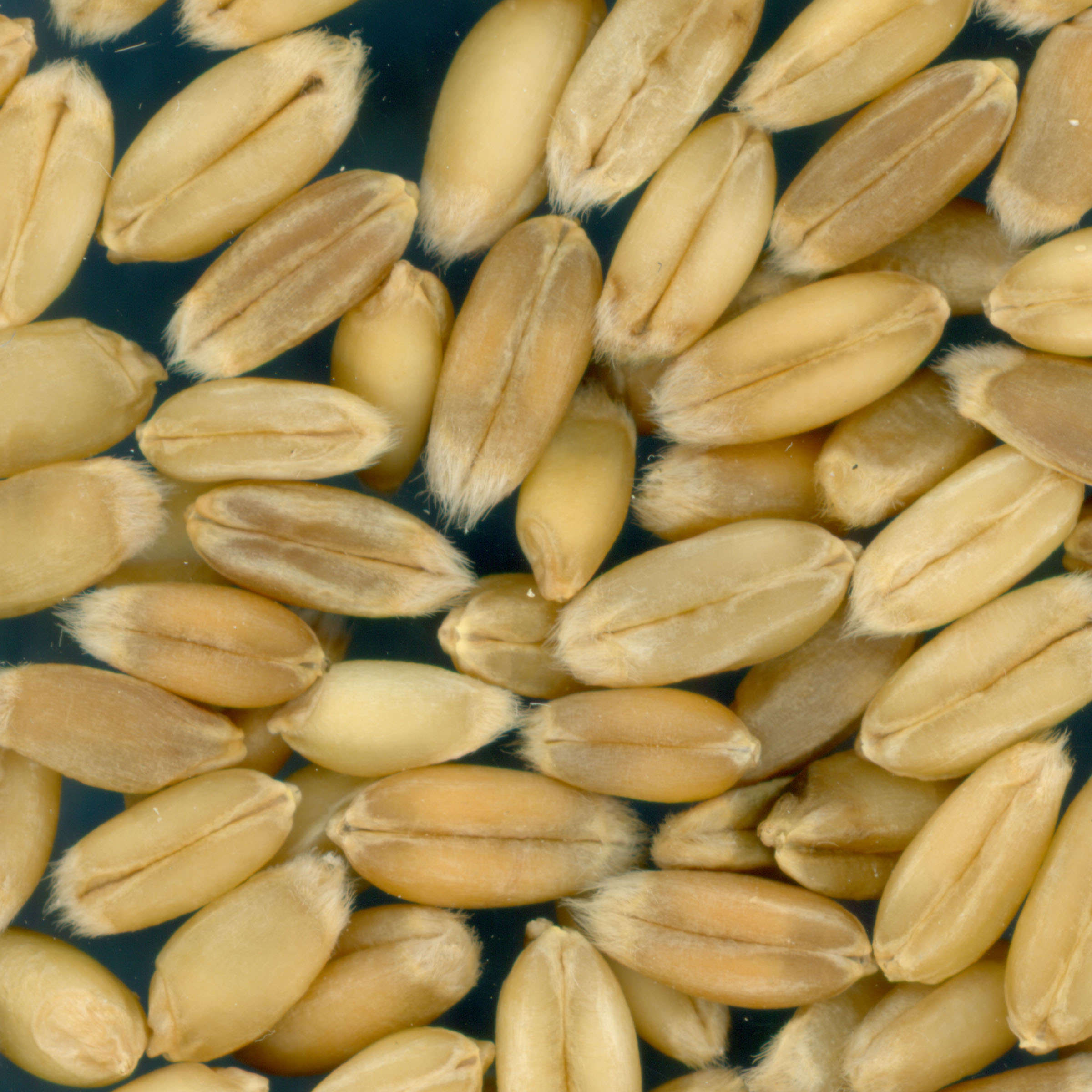 Click for 3 image(s) for this accession. KERNELS
